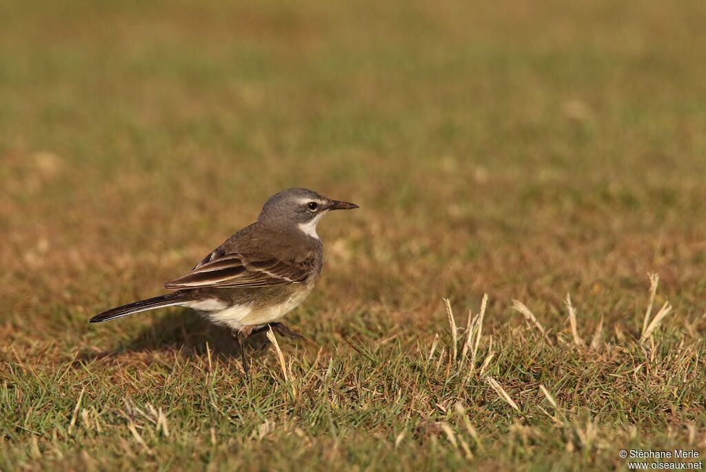 Cape Wagtailadult