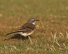 Cape Wagtail