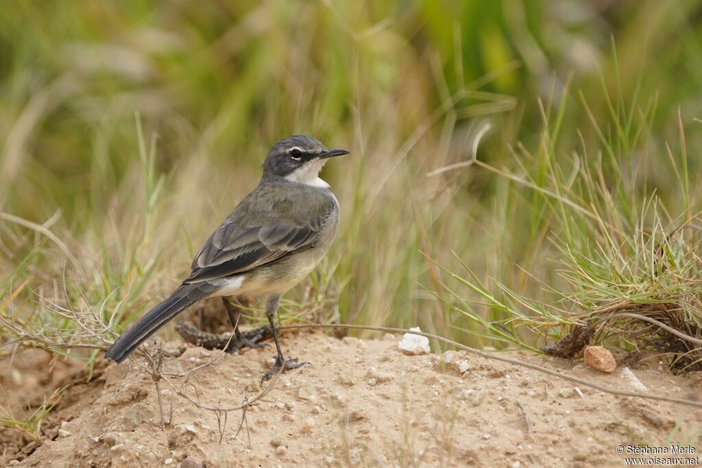 Cape Wagtailadult