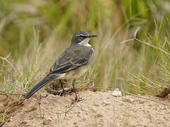 Cape Wagtail