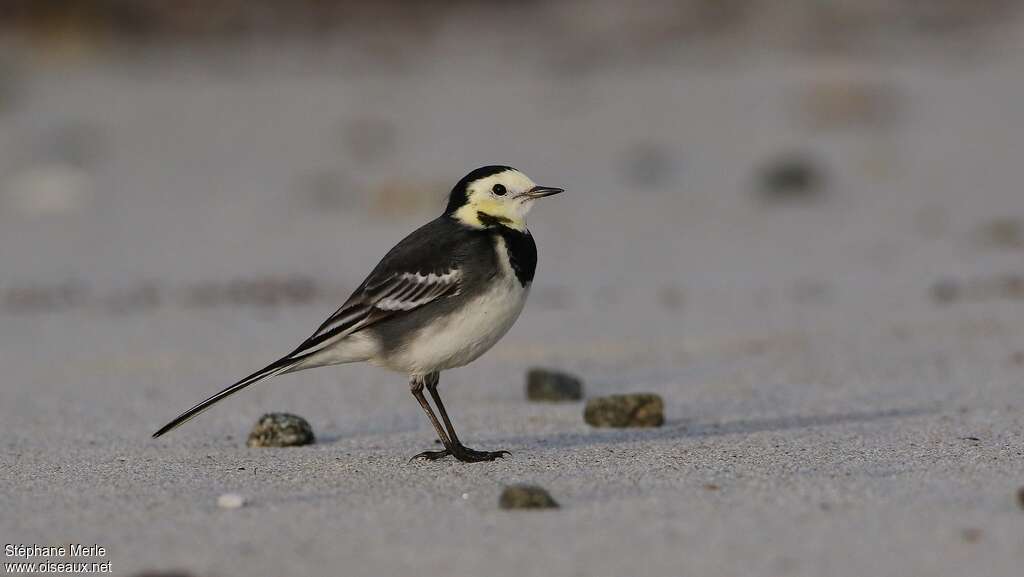 White Wagtailadult post breeding, identification