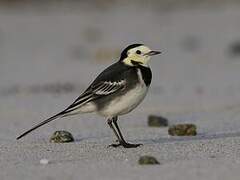 White Wagtail