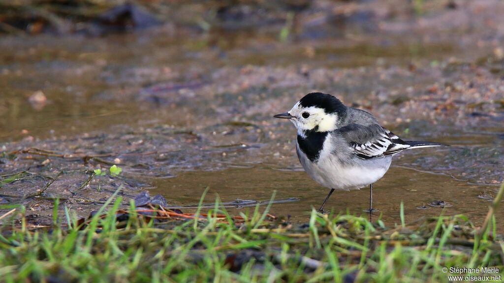 White Wagtailadult