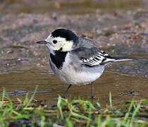 White Wagtail