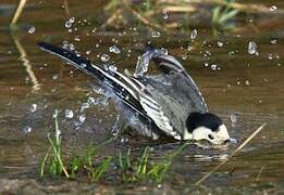 White Wagtail