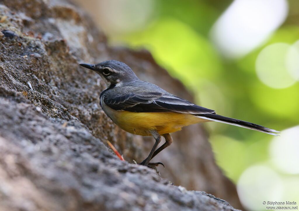 Madagascan Wagtailadult