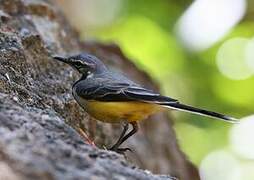 Madagascan Wagtail