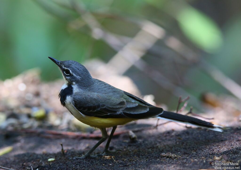 Madagascan Wagtailadult