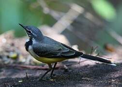 Madagascar Wagtail