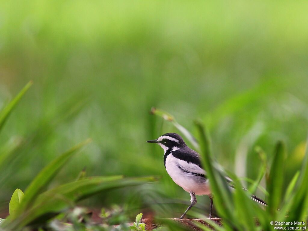 African Pied Wagtail