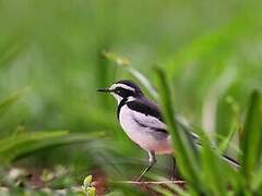 African Pied Wagtail