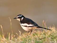 African Pied Wagtail