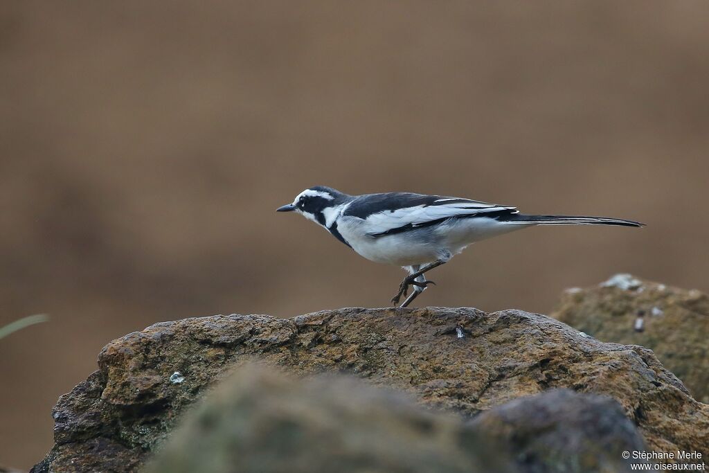 African Pied Wagtailadult