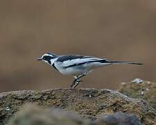 African Pied Wagtail