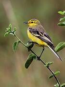 Western Yellow Wagtail