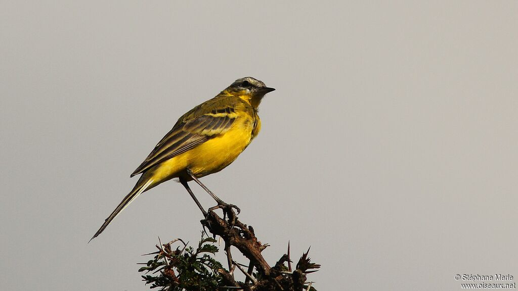 Western Yellow Wagtailadult