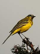 Western Yellow Wagtail