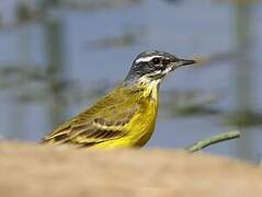 Western Yellow Wagtail