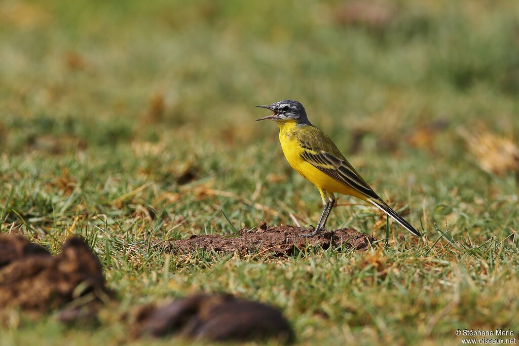 Western Yellow Wagtail male adult