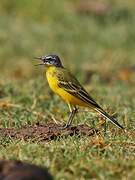 Western Yellow Wagtail