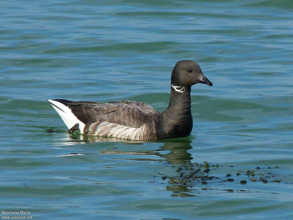 Brant Gooseadult, swimming