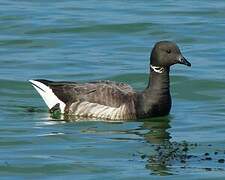 Brant Goose