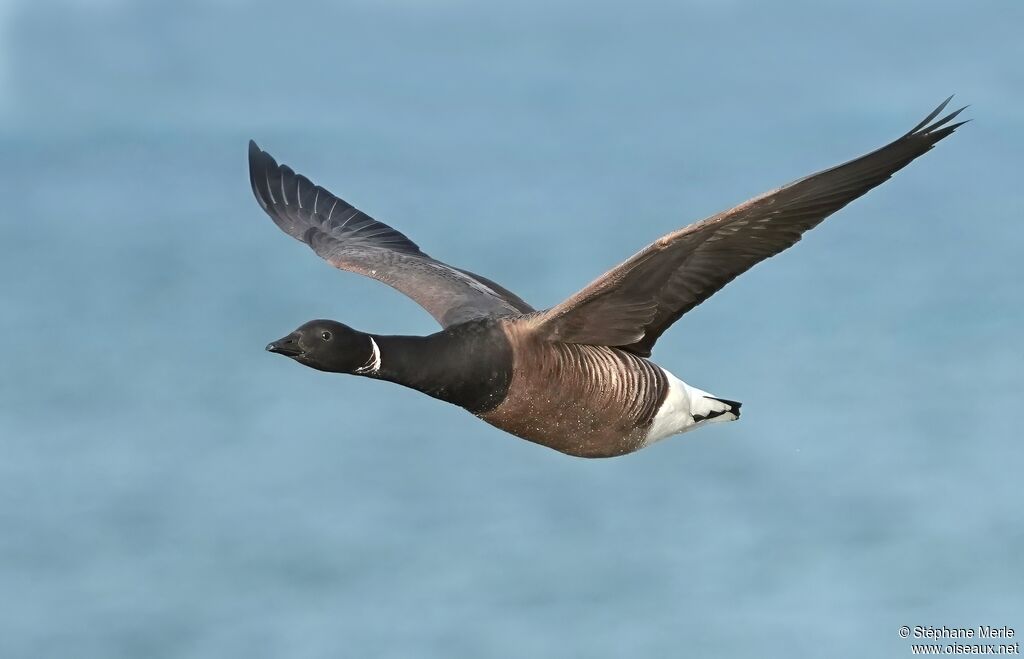 Brant Gooseadult, identification