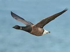 Brant Goose