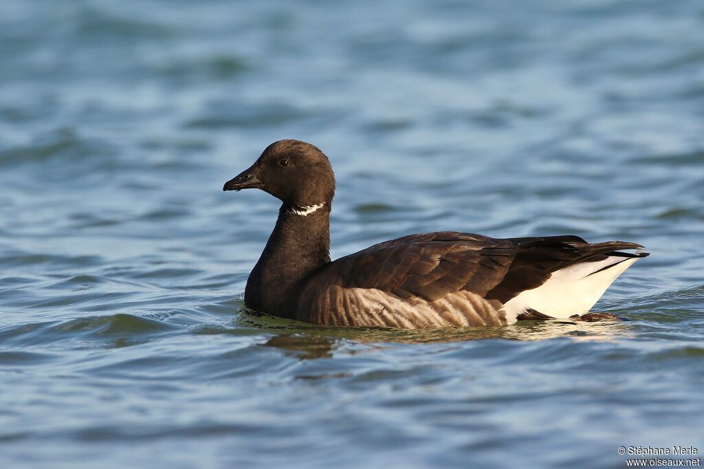 Brant Goose