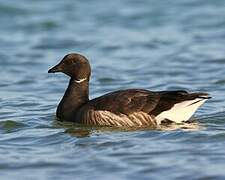 Brant Goose