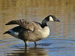 Canada Goose