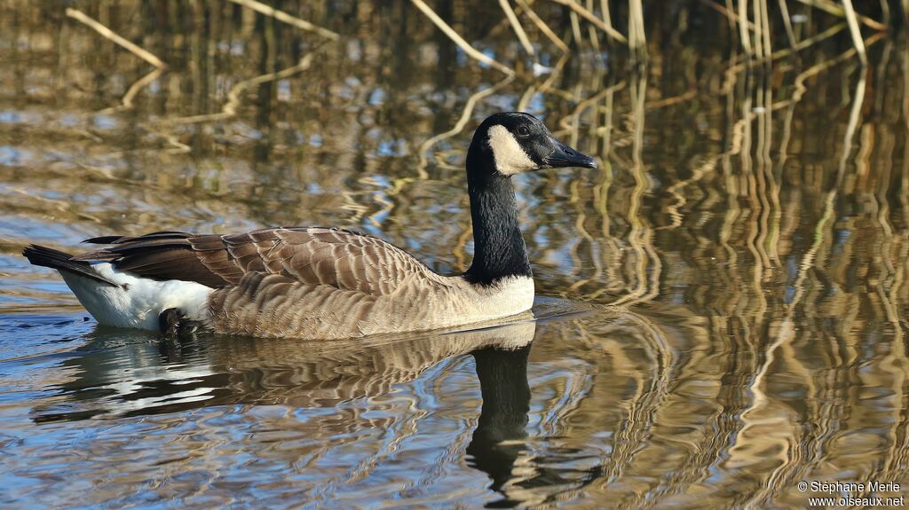 Canada Goose