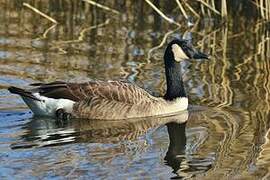 Canada Goose