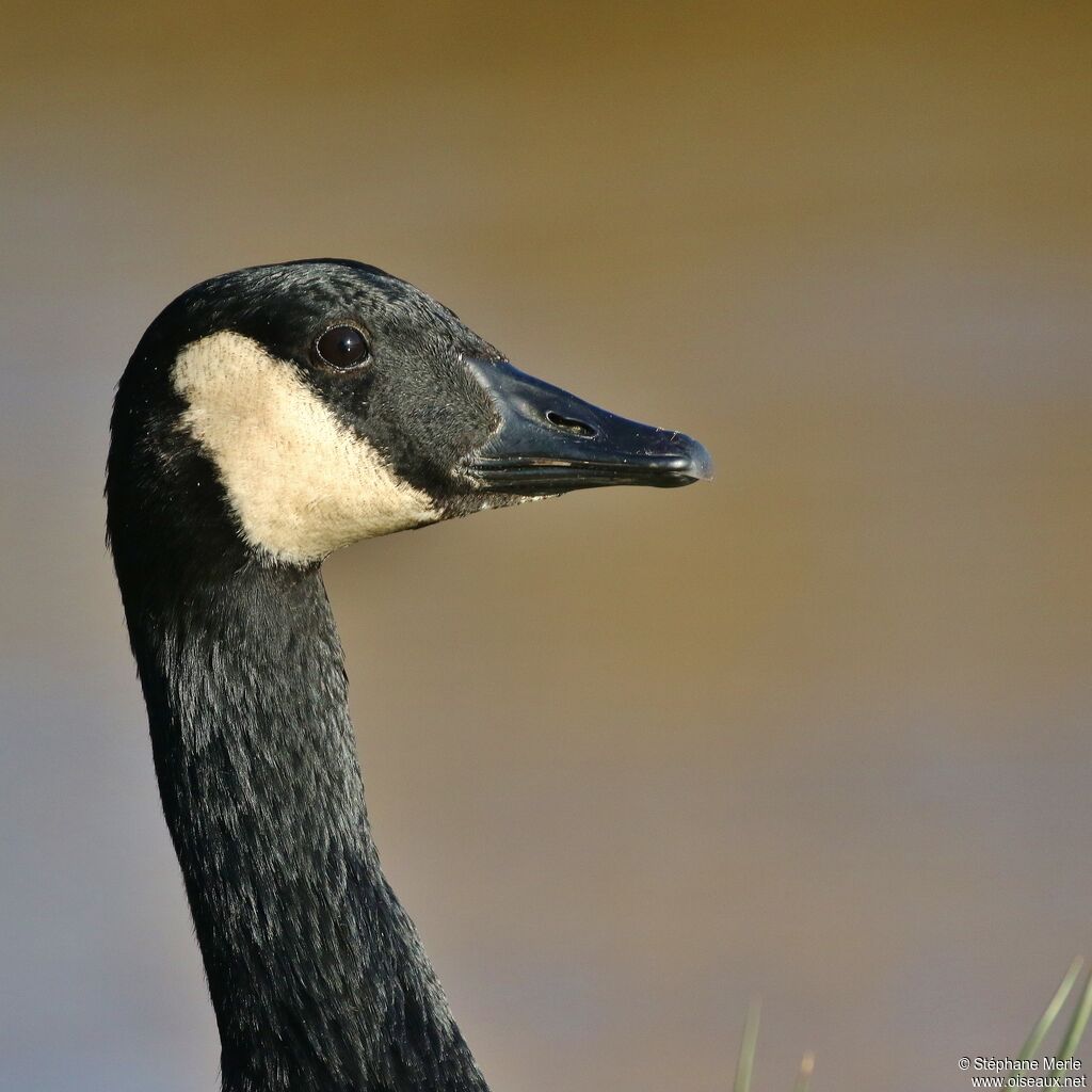 Canada Gooseadult