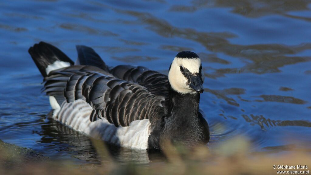 Barnacle Goose