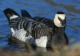 Barnacle Goose