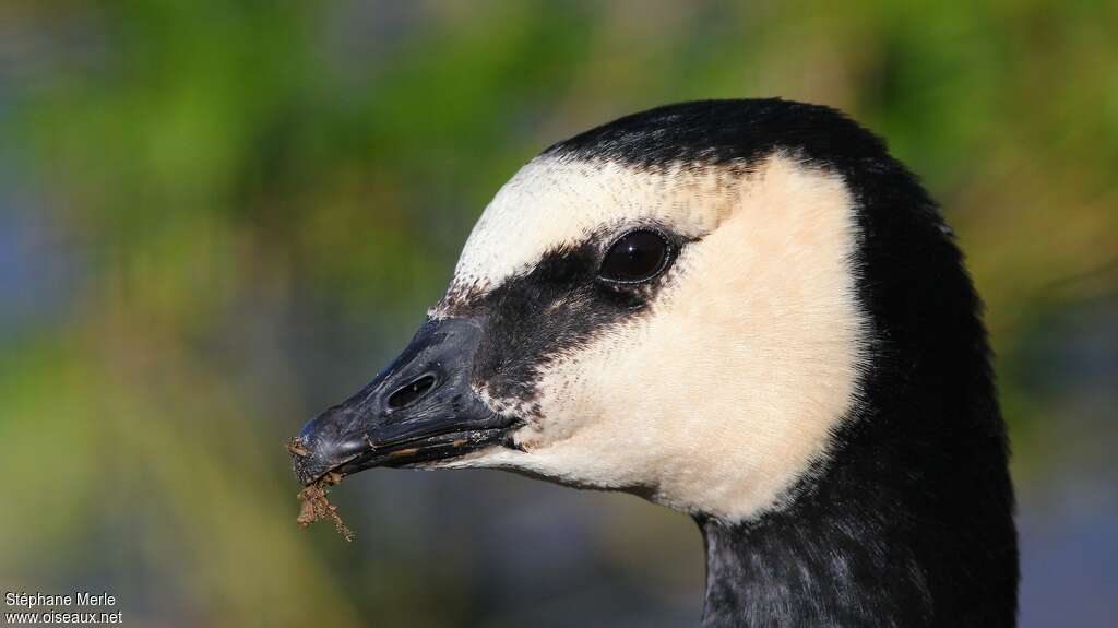 Barnacle Goose, close-up portrait