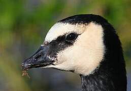 Barnacle Goose