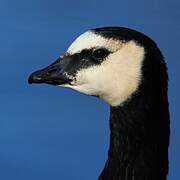 Barnacle Goose