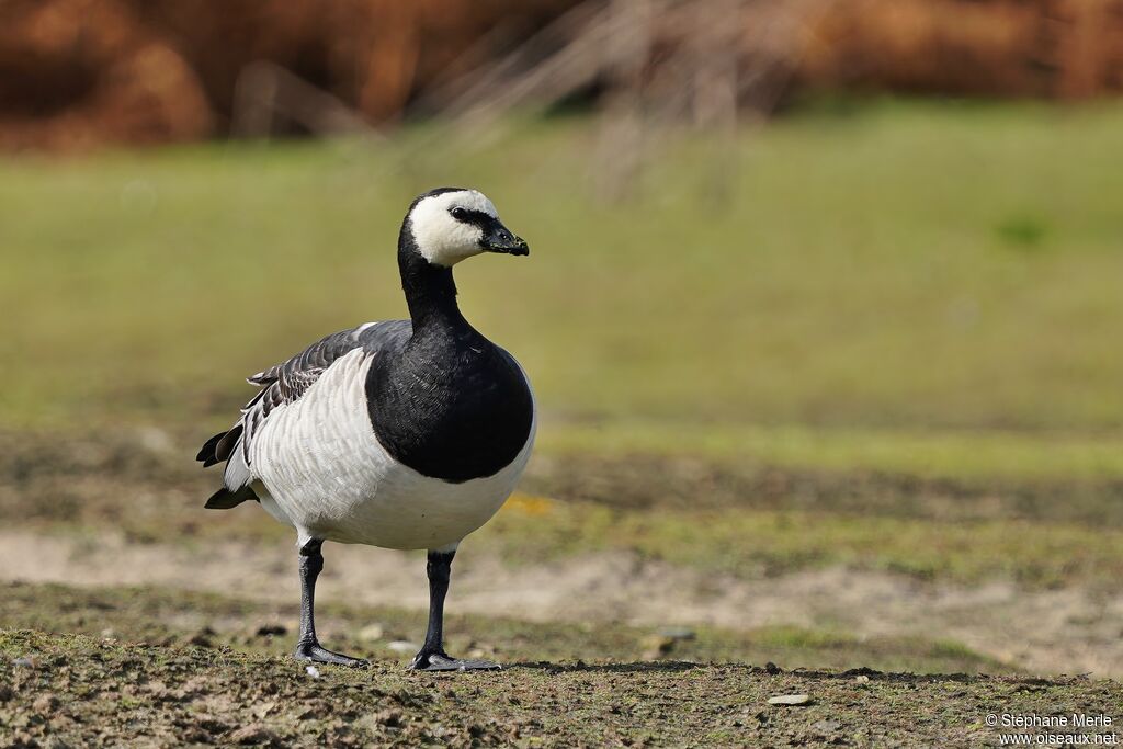 Barnacle Gooseadult