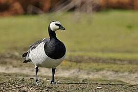 Barnacle Goose