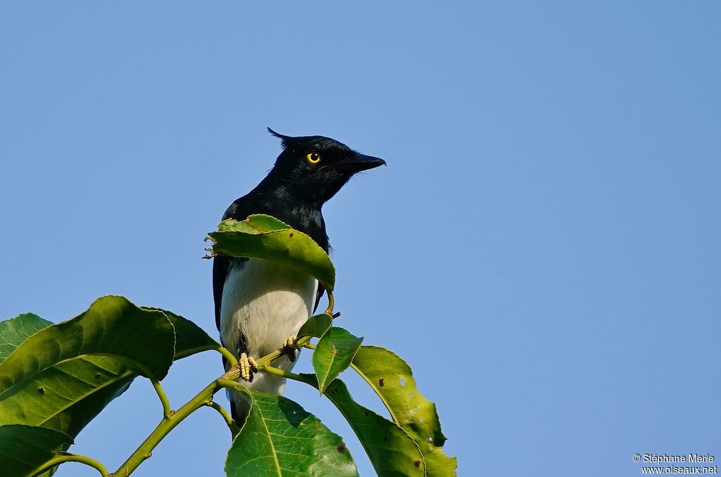 Black-and-white Shrike-flycatcher male adult