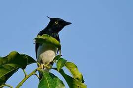 Black-and-white Shrike-flycatcher