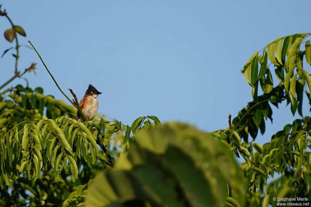 Black-and-white Shrike-flycatcher female adult