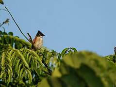 Black-and-white Shrike-flycatcher