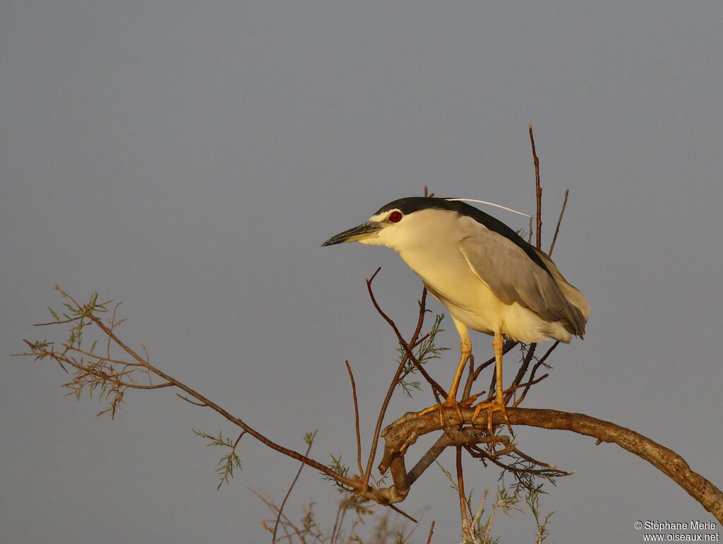 Black-crowned Night Heronadult