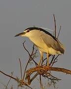 Black-crowned Night Heron