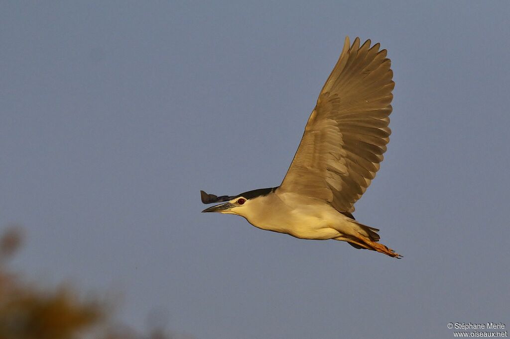 Black-crowned Night Heronadult