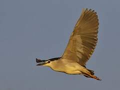 Black-crowned Night Heron