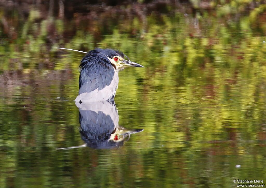 Black-crowned Night Heron